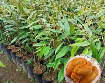 Black Thorn Durian Seedling Durio zibethinus Live Tropical Fruit Tree Plant Duri Hitam for Garden and Orchard