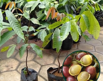 Szczepiona żywa roślina Papua Matoa | Pometia pinnata, tropikalne drzewo owocowe | Rzadka sadzonka drzewa owocowego do ogrodu domowego i dla kolekcjonerów
