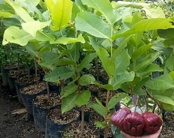King Rose Water Apple Plant Syzygium aqueum Live Wax Apple Seedling Tropical Fruit Tree from Indonesia