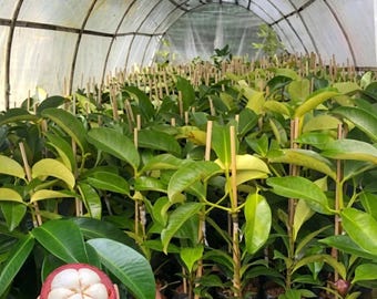 Mangosteen Seedling Garcinia mangostana Live Plant Tropical Fruit Tree Starter Kaligesing Mangosteen Plant