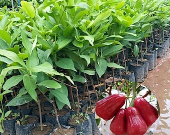 Citra Water Apple Plant Syzygium aqueum Live Wax Apple Seedling Tropical Fruit Tree from Indonesia