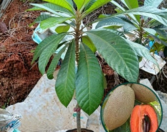 Mamey Sapote Plant Pouteria sapota Live Tropical Fruit Tree Seedling from Indonesia