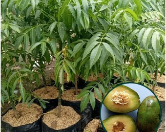 Żywa roślina Ambarella | Sadzonka tropikalnego drzewa owocowego Spondias dulcis | Roślina Kedondong do ogrodu domowego i kolekcji owoców egzotycznych