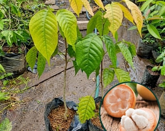 Santol Plant Sandoricum koetjape Live Tropical Fruit Tree Seedling from Indonesia
