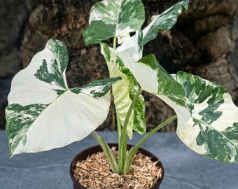 Alocasia Macrorrhizos Variegata Corms (Set of 3) – Tropical Aroid Plant Starters