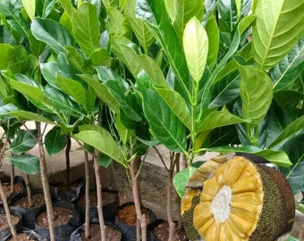 Thong Ploy Jackfruit Plant Artocarpus heterophyllus Live Tropical Fruit Tree Seedling from Indonesia