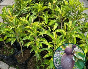 Variegated Sapodilla Plant Manilkara zapota Live Tropical Fruit Tree Seedling from Indonesia