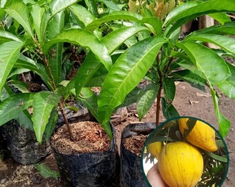 Canistel Plant Pouteria campechiana Live Eggfruit Tree Seedling Tropical Fruit Plant from Indonesia