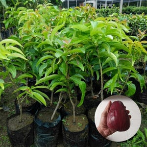 Pianta di mela d'acqua giamaicana Syzygium malaccense Piantina di mela malese viva Albero da frutto tropicale proveniente dall'Indonesia