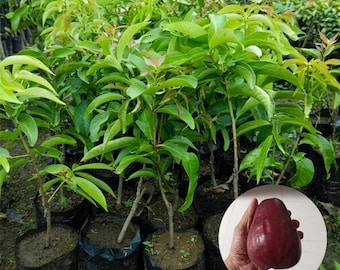 Jamaican Water Apple Plant Syzygium malaccense Live Malay Apple Seedling Tropical Fruit Tree from Indonesia