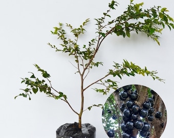 Sabara Jaboticaba Live Plant | Plinia cauliflora Sabara Tropical Fruit Tree | Rare Brazilian Fruit Plant for Home Garden