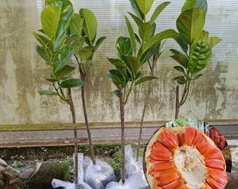 Mit Ruot Do Jackfruit Plant Live Seedling | Artocarpus heterophyllus Tropical Fruit Tree | Rare Red Flesh Jackfruit Plant for Home Garden