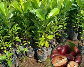 Sawo Kecik Plant Manilkara kauki Żywa sadzonka drzew owoców tropikalnych z Indonezji