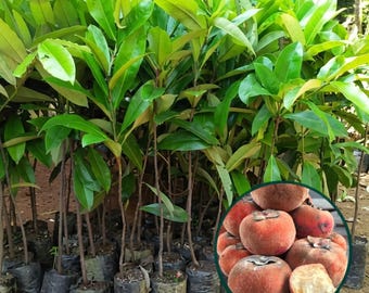 Bisbul Live Plant | Diospyros blancoi Tropical Fruit Tree Seedling | Velvet Apple Plant for Home Garden & Rare Fruit Collection