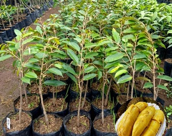 Bawor Durian Seedling Durio zibethinus Live Tropical Fruit Tree Plant for Garden and Orchard