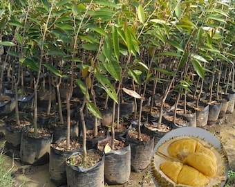 Durian Sultan D24 Seedling Durio zibethinus L Live Tropical Fruit Tree Plant for Garden and Orchard