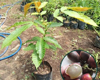 Szczepiona żywa roślina Matoa | Pometia pinnata, tropikalne drzewo owocowe | Rzadka sadzonka egzotycznego drzewa owocowego do ogrodu domowego i sadu