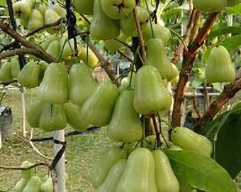Green Honey Deli Water Apple Plant Syzygium aqueum Live Wax Apple Seedling Tropical Fruit Tree