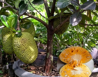 Mini Jackfruit Plant Artocarpus heterophyllus Live Tropical Fruit Tree Seedling from Indonesia