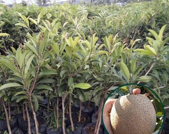 Mega 19 Planta de Sapodilla Manilkara zapota Plántula de árbol frutal tropical vivo de Indonesia