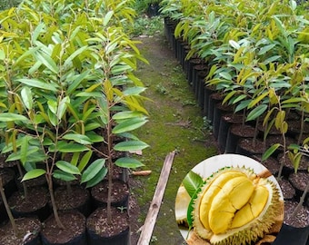 Montong Durian Seedling Durio zibethinus Live Tropical Fruit Tree Plant for Garden and Orchard