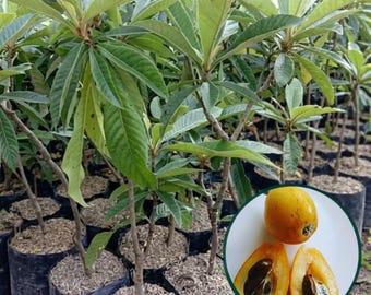 Loquat Plant Eriobotrya japonica Live Fruit Tree Seedling Biwa Plant from Indonesia