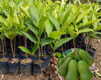 Taiwanese Green Wax Apple Plant Syzygium samarangense Live Water Apple Seedling Tropical Fruit Tree