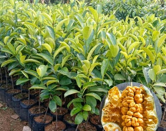 Jackfruit Cempedak Hybrid Live Plant | Artocarpus integer Tropical Fruit Tree Seedling | Exotic Fruit Plant for Home Garden