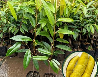 Musang King Durian Seedling Durio zibethinus Live Tropical Fruit Tree Plant Starter for Garden and Orchard