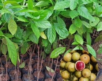 Kepundung Live Plant | Baccaurea racemosa Tropical Fruit Tree Seedling | Rare Exotic Fruit Plant for Home Garden