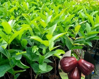 Black Diamond Wax Apple Plant Syzygium samarangense Live Water Apple Seedling Tropical Fruit Tree