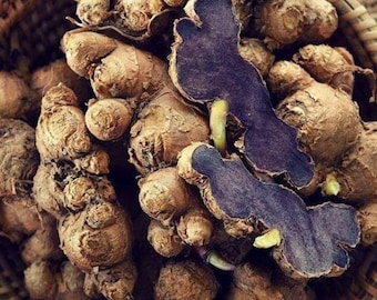 Black Turmeric (Kaempferia parviflora) Fresh Rhizome 350g 500g 1000g Tropical Plant Root Herbal Plant Material