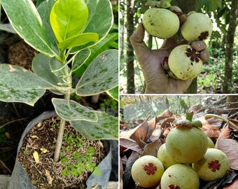 Variegated Mangosteen Seedling Garcinia mangostana Variegata Live Tropical Plant Rare Foliage Fruit Tree Starter