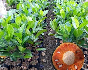 Red Jackfruit Seeds or Plant Artocarpus heterophyllus Tropical Fruit Tree Seedling Live Plant from Indonesia