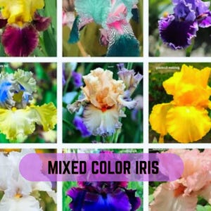 Peut inclure: Un collage de fleurs d'iris multicolores. Les fleurs présentent une variété de couleurs, dont le jaune, le violet, le bleu, le pêche et le blanc. Le texte "MIXED COLOR IRIS" est affiché en bas de l'image.
