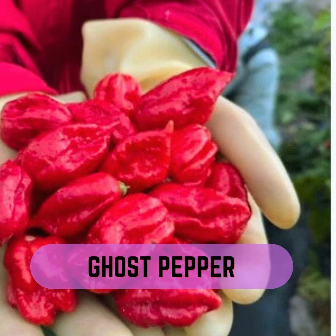 Ghost Pepper (bhut Jolokia) – Non-gmo Heirloom – Extremely Hot Chili ...