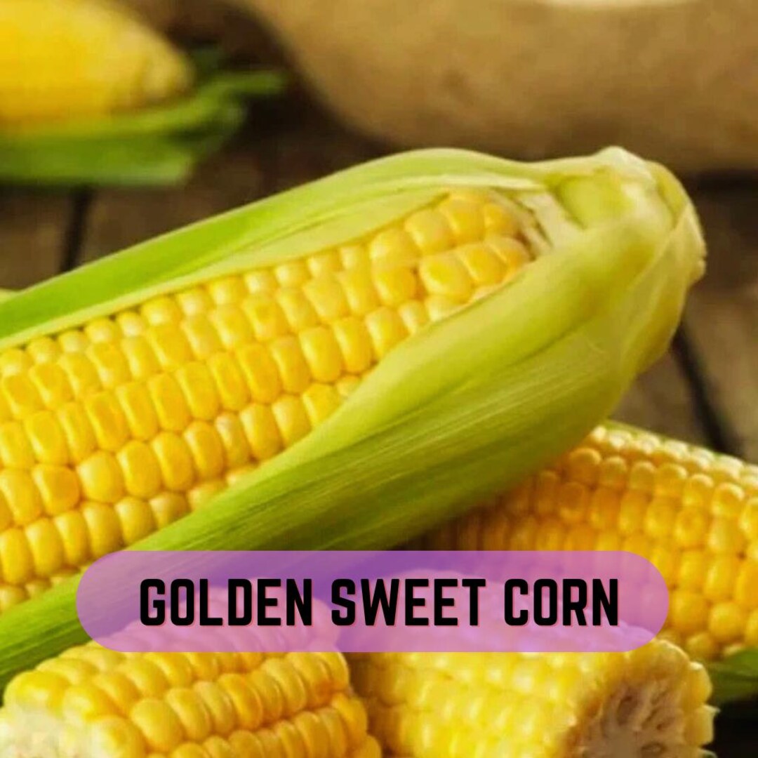 Golden Sweet Corn – Classic Yellow Ears for Juicy & Tender Home Garden ...
