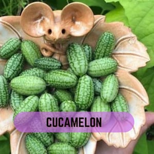Cucamelon (Mexican Sour Gherkin) – Mini Cucumber Vine for Garden, Containers & Edible Landscaping 50 Seeds
