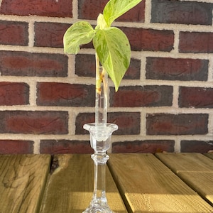 Op de afbeelding: Een heldere glazen kandelaar met een kleine plantstek in een glazen buis. De plant heeft groen en geel gevlekte bladeren. De achtergrond is een rode bakstenen muur en de houder staat op een houten oppervlak.