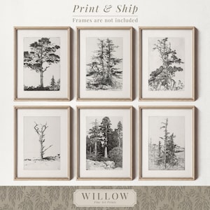 May include: Six framed black and white tree art prints. The prints feature detailed illustrations of various trees in a minimalist style. The frames are gold-colored, and the prints are displayed on a white background. The text "Print & Ship" and "Frames are not included" is visible.
