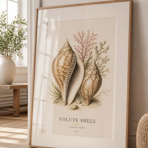 May include: Framed print featuring a detailed illustration of two volute shells, with a light brown and cream color scheme. The artwork includes coral and seaweed accents, and the text "VOLUTE SHELL" is displayed at the bottom.