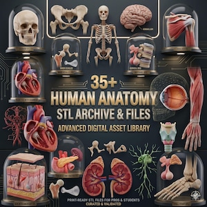 May include: A digital display showcasing 3D models of human anatomy, including a skull, skeleton, brain, heart, and other organs. The text reads "35+ HUMAN ANATOMY STL ARCHIVE & FILES." The image is designed for professionals and students.