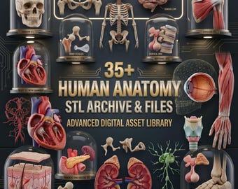 Archivo STL de anatomía humana / Órganos, huesos y modelos 3D Archivo STL de torso de anatomía humana e impresión 3D STL de alta calidad Descarga digital STL para doctor
