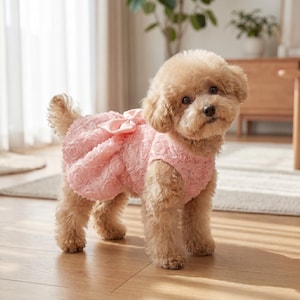 Könnte beinhalten: Ein kleiner, hellbrauner Hund trägt ein rosa Hundekleid. Das Kleid hat ein Rosenmuster und eine Schleife auf dem Rücken. Der Hund steht auf einem Holzboden in einem gut beleuchteten Raum.