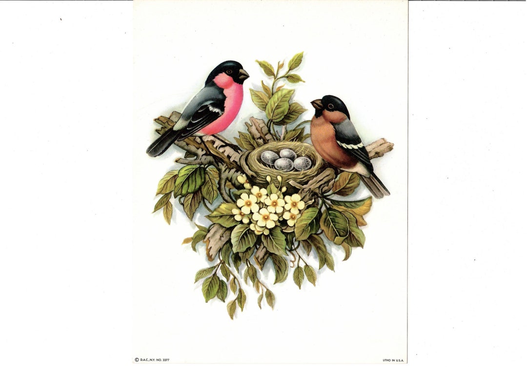 Vintage Bullfinch Bird Lithograph Picture DAC NY No 3377 - Etsy