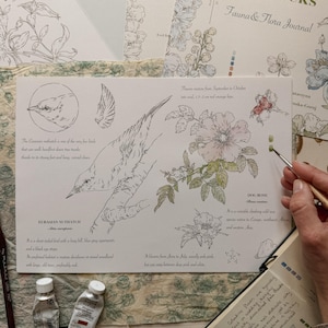 May include: A botanical and ornithological illustration sheet featuring a line drawing of a Eurasian Nuthatch and a Dog Rose with watercolor accents. The page includes handwritten descriptive text, scientific names, and notes on habitat and blooming seasons.