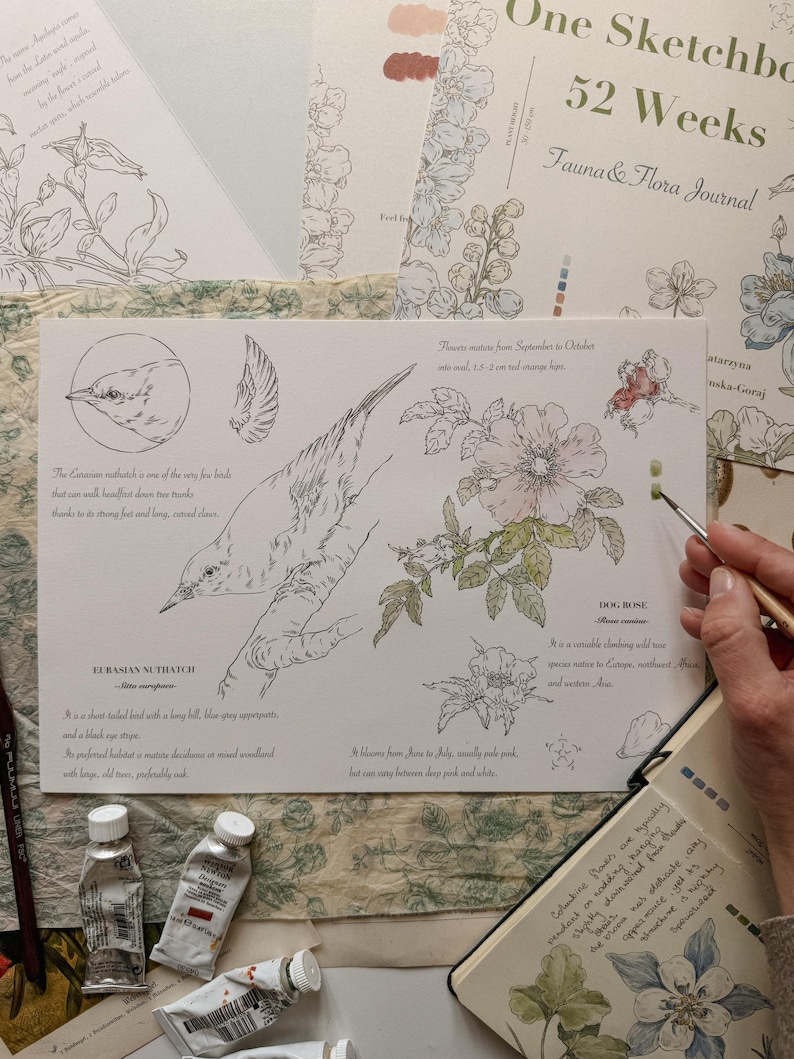 May include: A botanical and ornithological illustration sheet featuring a line drawing of a Eurasian Nuthatch and a Dog Rose with watercolor accents. The page includes handwritten descriptive text, scientific names, and notes on habitat and blooming seasons.