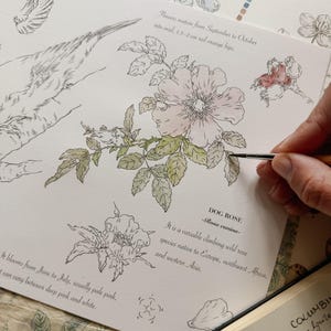 May include: A botanical illustration of a Dog Rose, Rosa canina, featuring a pale pink flower with green leaves and red-orange hips. The text describes the plant as a variable climbing wild rose native to Europe, northwest Africa, and western Asia.