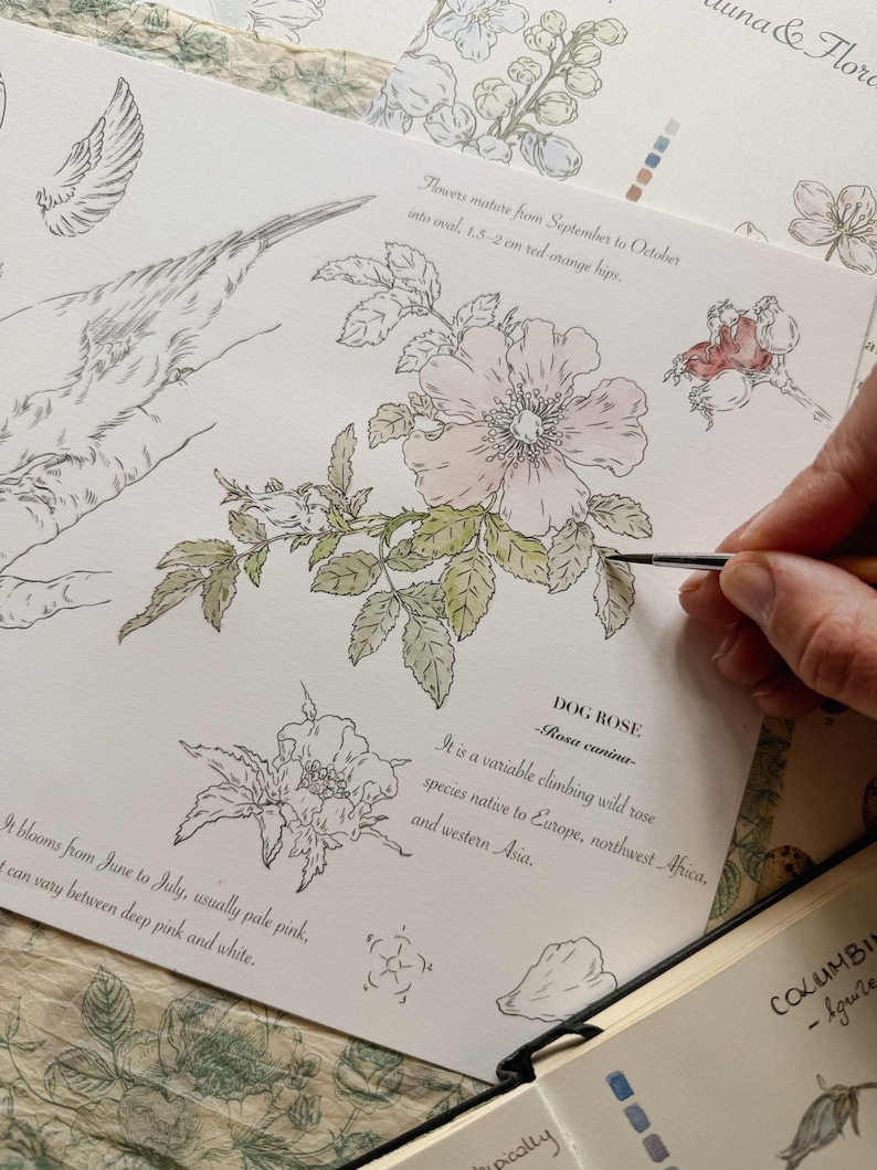 May include: A botanical illustration of a Dog Rose, Rosa canina, featuring a pale pink flower with green leaves and red-orange hips. The text describes the plant as a variable climbing wild rose native to Europe, northwest Africa, and western Asia.
