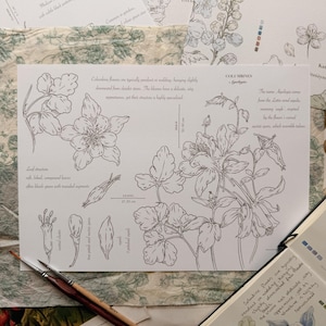 May include: A botanical illustration print of Columbine flowers featuring detailed line drawings, scientific labels, and descriptive text. The print includes diagrams of leaves, petals, and nectar spurs, alongside two paintbrushes and a notebook with a watercolor painting.